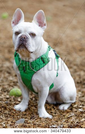 French Bulldog And Boston Terrier 75/25 Mix Male. Off-leash Dog Park In Northern California.