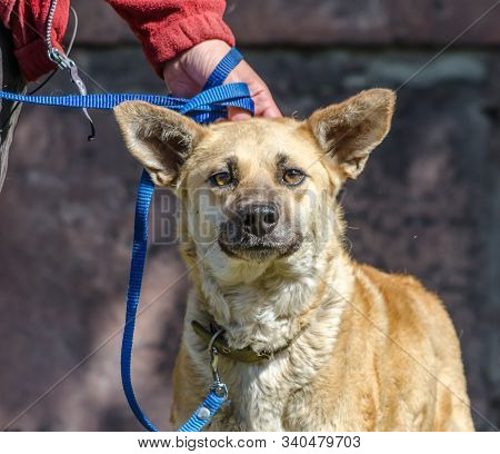 Outbred Red Dog On A Blue Leash Next To A Woman In A Red Jacket