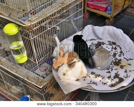 Doha, Qatar. Selling Chinchillas On Souq Waqif - Marketplace For Selling Traditional Garments.