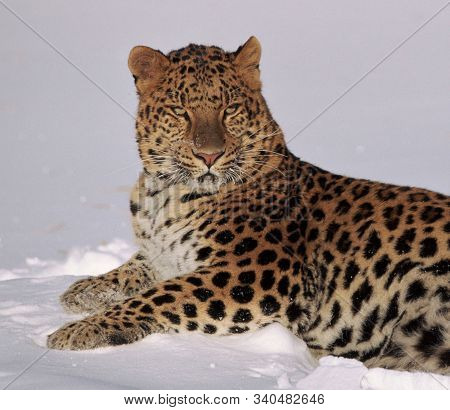 Far Eastern Leopard Lies In The Snow