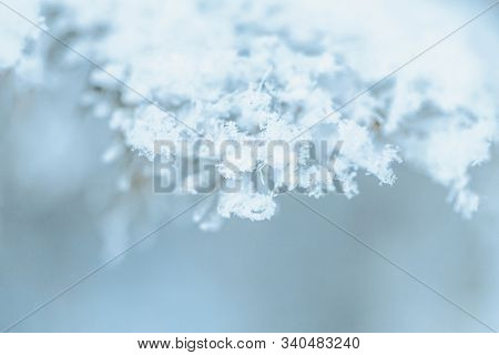 Christmas Tree With Snow Outdoor, Frozen Branch Of Spruce With Snow, Colden Winter Day.