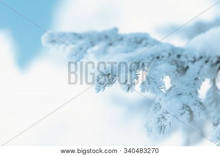 Christmas Tree With Snow Outdoor, Frozen Branch Of Spruce With Snow, Colden Winter Day.