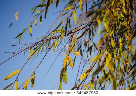 Willow Branches And Leaves Against The Sky