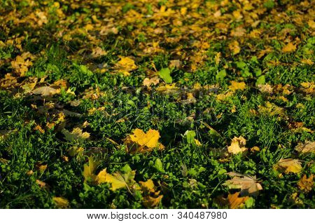 Fallen Yellow Maple Leaves Lying On The Grass
