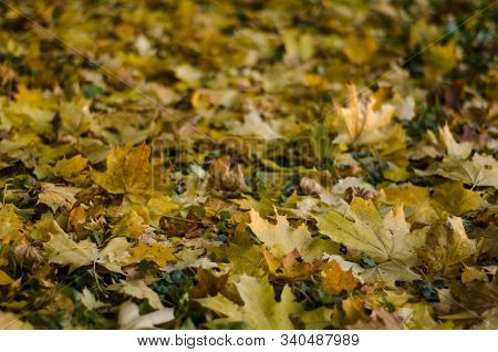 Yellow Autumn Leaves Lying In The Park On The Ground