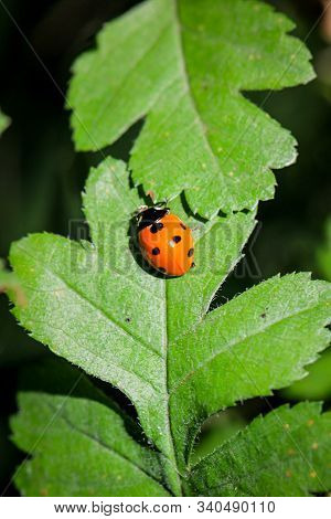 A Close Up Of A Ladybug On A Leaf