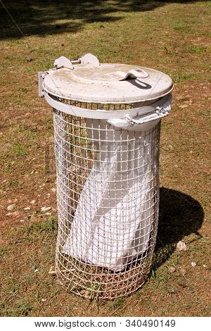 Trash Can And Recycling Bin In Park Natural Outdoor On Sunny Day. Garbage Recycle Can And Trash Bin 