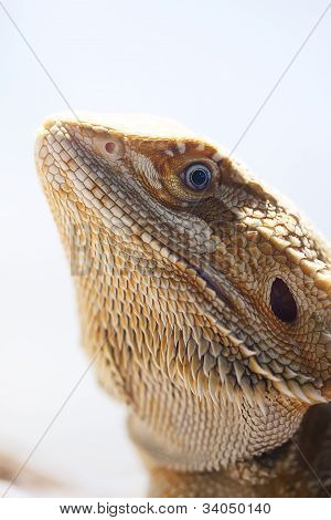 Drago barbuto