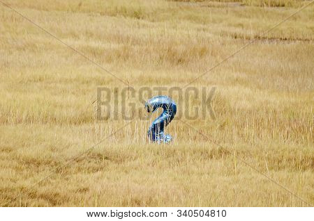 Escaped Balloon Slowly Collapsing In Shoreline Beachgrass Along Acushnet River