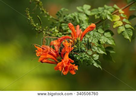 Gardening Concept. Beautiful Flowers Tecomaria Capensis With Dewdrops On Green Branch Over Green Blu