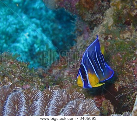 Giovanile Queen Angelfish