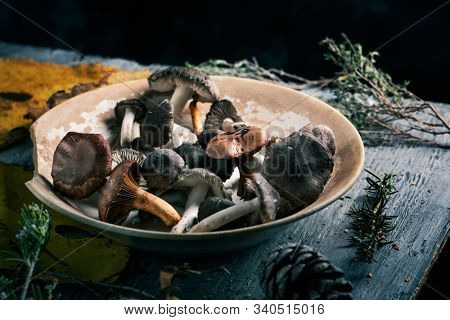 closeup of some spanish edible mushrooms, such as yellow knights, grey knights and saffron milk-caps, and some dry leaves and twigs of different forest bushes on a dark gray rustic wooden table