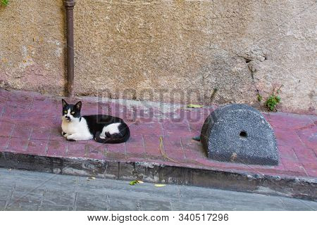 One Of The Many Street Cats In The Cihangir District Of Beyoglu, Istanbul, Turkey