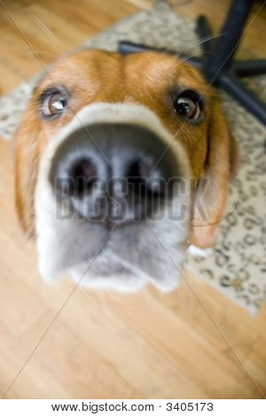 Nieuwsgierig Beagle