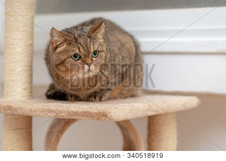Young Scared Careful Cat Scottish Straight Lying On Claw Sharpener.