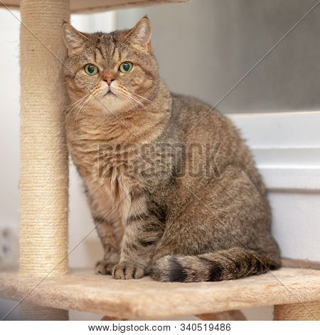Portrait Of A Cat Scottish Straight With Green Eyes. Cute Cat On Claw Sharpener.