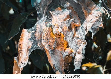 A Group Of Moth Caterpillars On Leaf