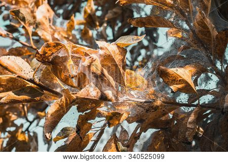A Group Of Moth Caterpillars On Leaf