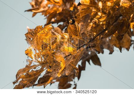 A Group Of Moth Caterpillars On Leaf