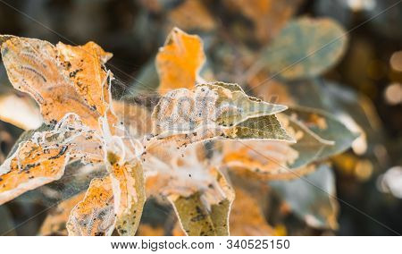 A Group Of Moth Caterpillars On Leaf