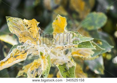 A Group Of Moth Caterpillars On Leaf