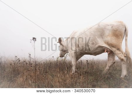 Close Up Photo Oif The White Cow That Walks Among The Meadow In Fog