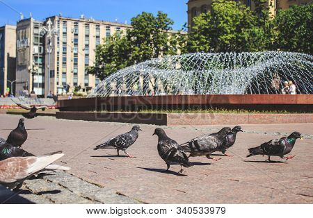 Pigeons In Front Of Fantan On The Square In The Summer Afternoon.
