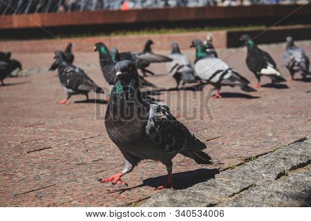 Pigeons In Front Of Fantan On The Square In The Summer Afternoon.