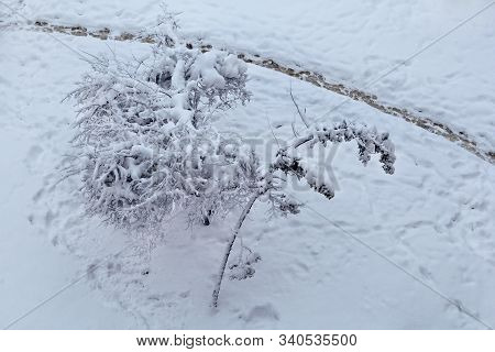 View Of Winter Landscape And Trees Covered With Big Snow Layer, Nature Cold. Tree Branches In Winter