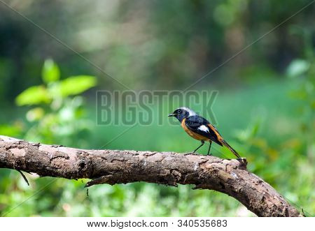 Black-yellow Bird Standing On Dry Branches ,daurian Redstart (phoenicurus Auroreus) Standing