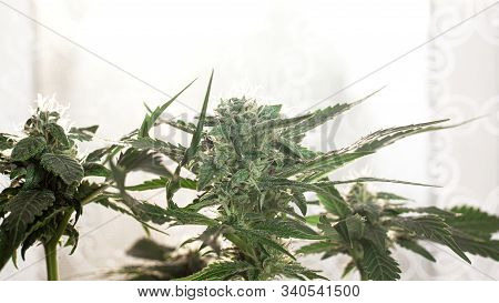 Green Cannabis Flower Plant , Medicinal Marijuana Bud Close-up.