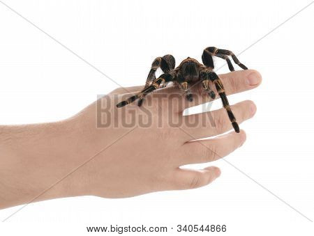 Man Holding Striped Knee Tarantula On White Background, Closeup