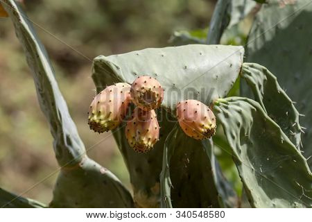 Edible Cactus - Prickly Pear (opuntia) With Fruits Growing Outdoors In The Countryside Close-up In A