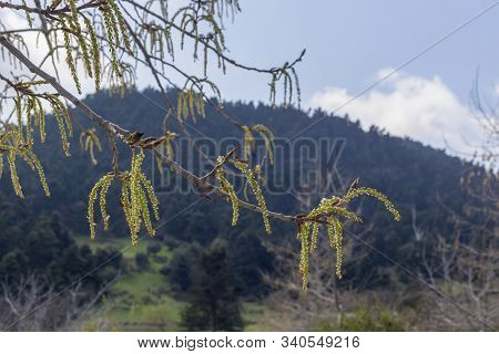Flora Of Greece. European Poplar (ostrya Carpinifolia) Grows In The Mountains In The Forest Close-up