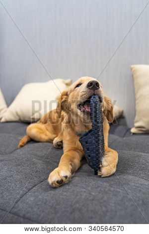 Dodgy Golden Retriever Puppy Playing And Biting A Slipper