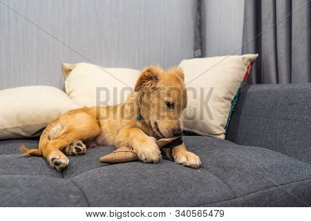 Dodgy Golden Retriever Puppy Biting His Owners Shoe At Home