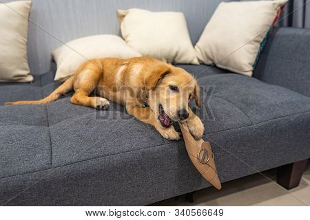 Dodgy Golden Puppy Biting Owners Shoe At Living Room