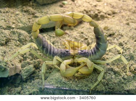 Deserto peloso scorpioni (Hadrurus Arizonensis) l'accoppiamento.