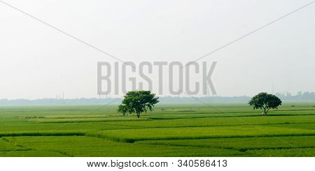 One Big Banyan Tree In Meadow. Solitary And Alone. Landscape Scenery Of A Tropical Indian Agricultur