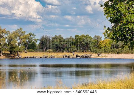 Herd Of African Elephant Loxodonta On Waterhole In Game Reserve Bwabwata, Caprivi Strip, North Namib