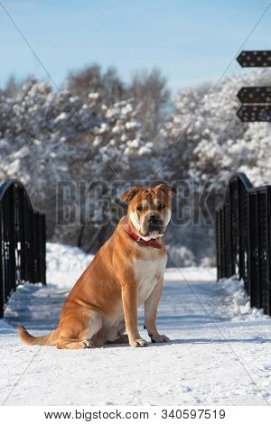 Cadebo Red Dog Sits In The Winter Park On The Bridge