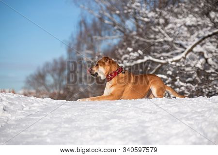 Cadebo Red-haired Dog Lies In A Winter Park With His Tongue Out