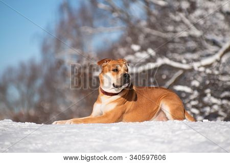 Red-haired Orange Big Powerful Dog Of Breed Cadebo, Walking In The Winter, Lay In The Snow On A Hill