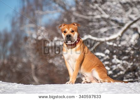 Red-haired Orange Big Powerful Dog Of Breed Cadebo, Walking In The Winter, Sat On The Snow On A Hill