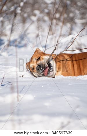Red-haired Orange Big Powerful Dog Of Breed Cadebo, Walks In The Winter In The Snow, Found A Branch 