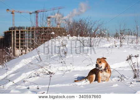 Red-haired Orange Big Powerful Dog Of Breed Cadebo, Walking In The Winter, Sat In The Snow, Against 