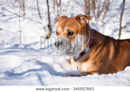 The Red-haired Orange Large Powerful Dog Of The Cadebo Breed, Walking In The Winter, Put Its Nose In