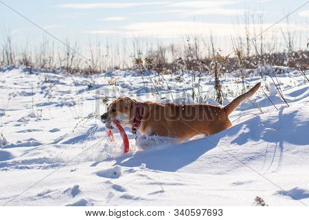 Red-haired Orange Big Powerful Dog Of Breed Cadebo, Walks In The Snow And Carries An Orange Puller T