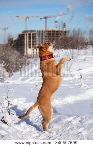 The Red-haired Orange Big Powerful Dog Of The Breed Cadebo, Walking In The Winter, In The Snow, Agai