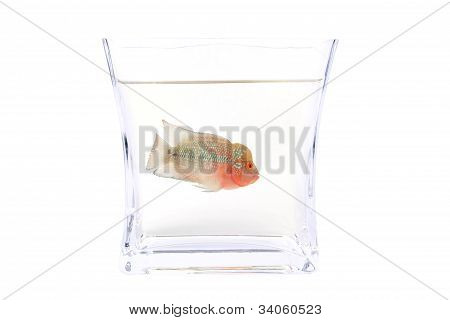 Flowerhorn 鲷鱼在水族馆
